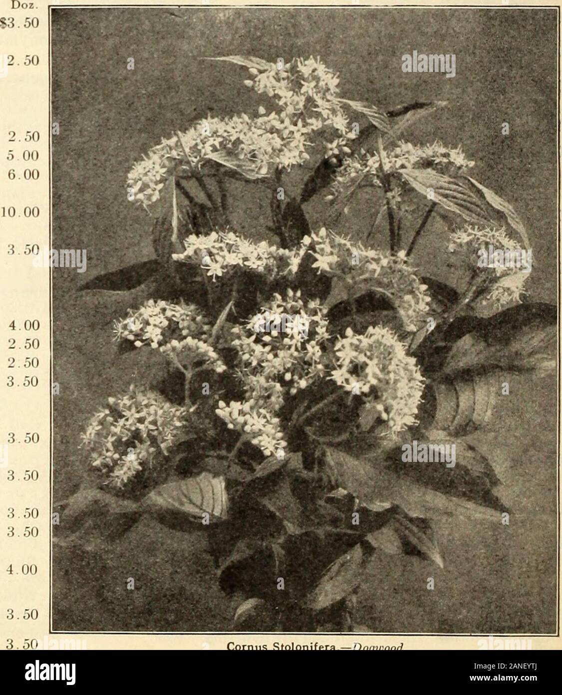 Farquhar's 1910 garden annual . May. Each, .35 — Bumaldi. A dwarf Japanese variety of vigorousgrowth. Flowers pink; July. Each, .35 ... — eallosa. Deep ro.se, grows freely, and flowersnearly all summer. Each, .35 alba. White. May. Each, .35 — Anthony Waterer. Brilliant rosy carmineflowers in dense clusters. Each, .40 — opulifolia. Strong growing shrub, with whiteflowers along the stems. Useful for screening pur-poses. Each, .35 ... ... ... ... ... aurea. White flowers in clusters; golden foliage; May. Each, 35 . . Doz..S4. 00 7.50 3.50 3.50 Spirea prunifolia flore pleno. SrWai Wreath. lite; ve Stock Photo
