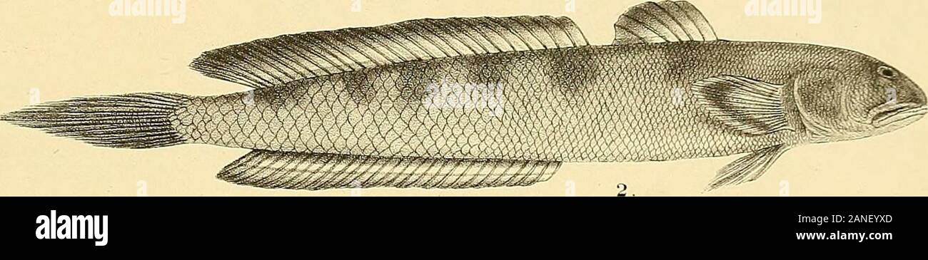 Mathiran Fish The fishes of India; being a natural history of the fishes known to ...