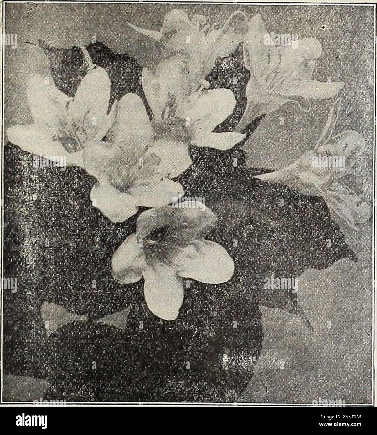 Dreer's 72nd annual edition garden book : 1910 . 225. Weigelia Rosea. Weigelia. Well-known, popular, free-flowerinp; Shrubs, pro-ducing trumpet-shaped flowers olmany sh;.dcs of color duringJune and July. — AntEbilis. A Ijeautiful and distinct pink. 25 cts. each. — Candida. Fine pure white ; flowers of large size. 25 cts.each. — Rosea. Soft rosy carmine. (See cut.) 25 cts. each. — Rosea Nana Variegata. A neat dwarf Shrub, valuablefor the clearly defined variegation of green, yellow and pinkin its leaves; very effective and useful; flowers delicate roseand pink; one of the finest variegated-leav Stock Photo