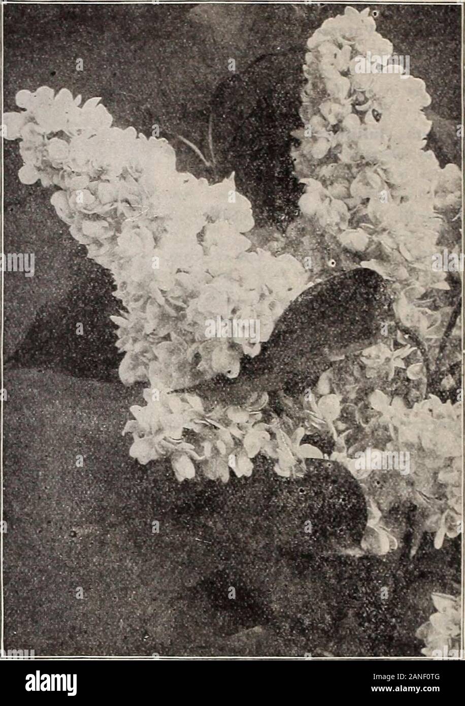 Dreer's 72nd annual edition garden book : 1910 . white flowers ofimmense size. 50 cts. each. — Michael Buchner. Of recent introduction; hasvery large pale double lilac flowers in large trusses.50 cts. each. — President Grevy. Magnificent panicles of largedouble blue flowers. 50 cts. each. — Souvenir de Louis Spseth. Very large flowersof a deep purplish-red in immense compact trusses.50 cts. each. — Virginite. Very double soft rose; a novel and pleas-ing color. 50 cts. each. Tamarix Africana [Tamarisk). Strong, slender, tall-growing, irregular Shrubs, with feathery foliage andsmall, delicate fl Stock Photo