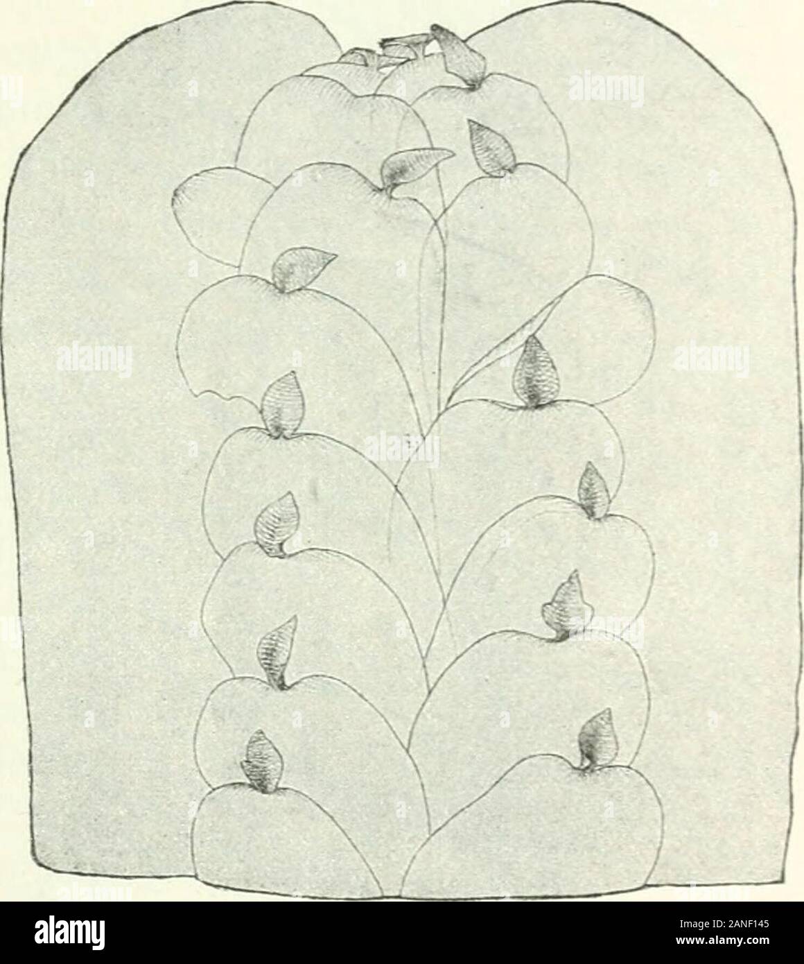 Organography of plants, especially of the archegoniatae and spermaphyta . Fig. 26. Plagiochasma Aitonia. Maleplant, with five antherldial groups, seen fromabove. The scales upon the under side bendover the vegetative point. The youngerantheridial groups are protected also byoverlapping scales which form their perichae-tiutn. Magnified 8.. Fig. 27. Marchantia chenopoda. An Andine species. Apexof the thallus seen from below-. There are two rows of scales.Towards the upper left side of the figure an additional one isvisible. Each scale has an apical appendage which originallyarched o er the vege Stock Photo