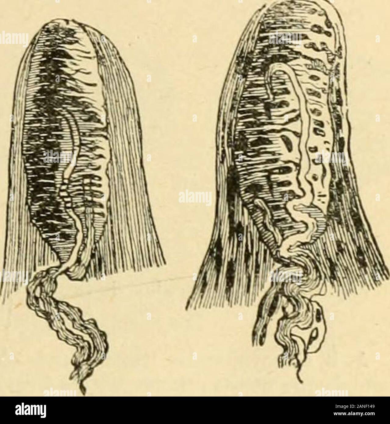 Sémiologie et diagnostic des maladies des animaux domestiques . existe en effet dans tous les organes des appareilsrécepteurs formés de terminaisons nerveuses pins oumoins différenciées et reliées aux centres cérébraux oùréside la perception consciente par des fibres conduc-trices sensitives. Toutes les modifications qui intéressentlune de ces parties pro-voquent des troubles dela sensibilité. On peut distinguerdes troubles sensoriels quisont lexpression de mo-difications de la vue, delouïe, de lodorat et dugoût, et des troubles dela sensibilité générale quiest caractérisée par ladouleur. Lado Stock Photo