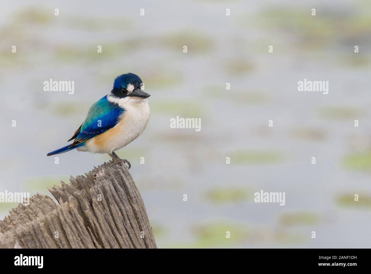 Forest kingfisher perches on old fence post overlooking a lagoon in search of prey. Stock Photo