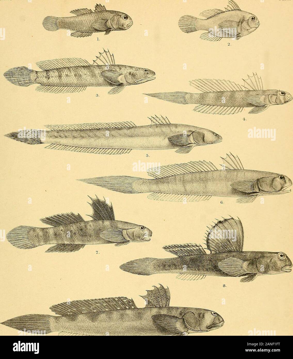 The fishes of India; being a natural history of the fishes known to inhabit the seas and fresh waters of India, Burma, and Ceylon . MttV»i-«T&gt; 3tcs 3HD . 1 G0B1US ORNATUS 2. G. MELANO STICTA 3.GGRISEUS. 4,G. VIRIDIPUNCTATUS (VAR.) 5, GBREVIWDSTRIS. eGPraSfflSrUS. 7.GALB0PUNCTATUS. 8.G.BIOCKLLATUS. 9.G.PLANIFR0NS 10. G. SADANUNDIO. Days Fish.es of India. late LXIV. ««^ ?;..,-., -iv^isJ&iPaEgfi&fcs Stock Photo
