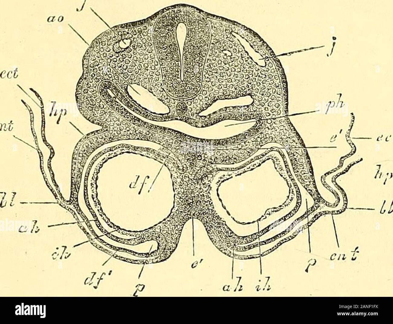 Quain's elements of anatomy . Fi JO. TkAXSVEKSE section through the region OV the heart m AN EMBRYO-CHICK OF 39 HOURS. J. (From Kolliker.) m, medulla oblongata ; a, a, descending aortas ; ^)A., pharynx ; 7i, epilolast; A, thicken-ing of the same where the auditory vesicle is to be formed ; 7ip, parietal mesoblast;7izp, outer wall of the heart ; iJiA, inner wall, the cavity still divided by a sei^tuni s ;Jilb, pericardial cavity ; vhr/, ventral mesocardinm produced temporarily by the reflectionof the visceral mesoblast Ag i^ito dfp; (/, &lt;j, vessels in the visceral niesoblast; Ent,hj^soblast. Stock Photo