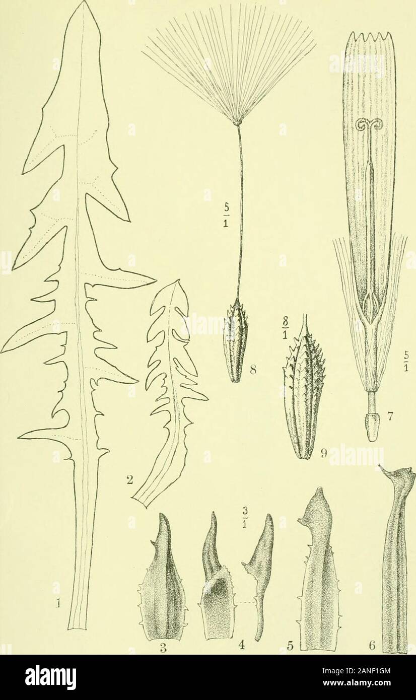 Arkiv för botanik . R. Ekblom de ]. Cederquist foto. o. tr. Tar.ixacum macroccras Dahlst. Arkiv för Botanik Band 5. N:o 9. Tafl. 8.. n. EUblom del. ]. Cederquist foto. o. tr. Taraxacum macroceras Dahlst. Arkiv för Botanik Band 5. N:o 9. Tafl. 9. Stock Photo