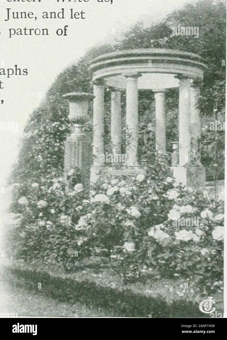 How to grow roses . surprise, each onemore entrancing than the other! Finally, so well hidden by an encircling temple of trees that wenearly missed it, was an open-air theater with turf seats, and alongthe front of the stage for footlights was a brilliant row of bloomingRoses—^there, amid this Paradise, in charming French fashion, witha musical recital did our host entertain his guests. Can you wonder,therefore, that invitations to this garden are cherished,for by invitation only can one enter. Write us,reader, when nearing Paris next June, and letus give you our card to this patron ofRoses, h Stock Photo
