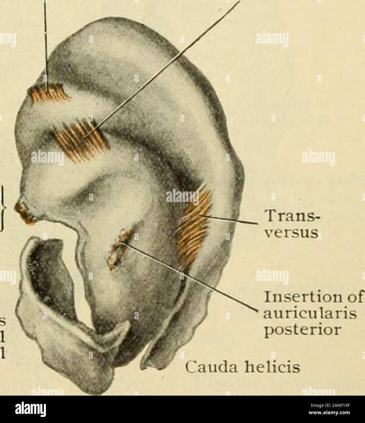 Human anatomy, including structure and development and practical  considerations . Helicis major Tragicus Antitrag-icus Insertion of  auricularis anterior Plate of tragus and external auditory canal. Cauda  helicis Cartilaginous framework of right auricle,