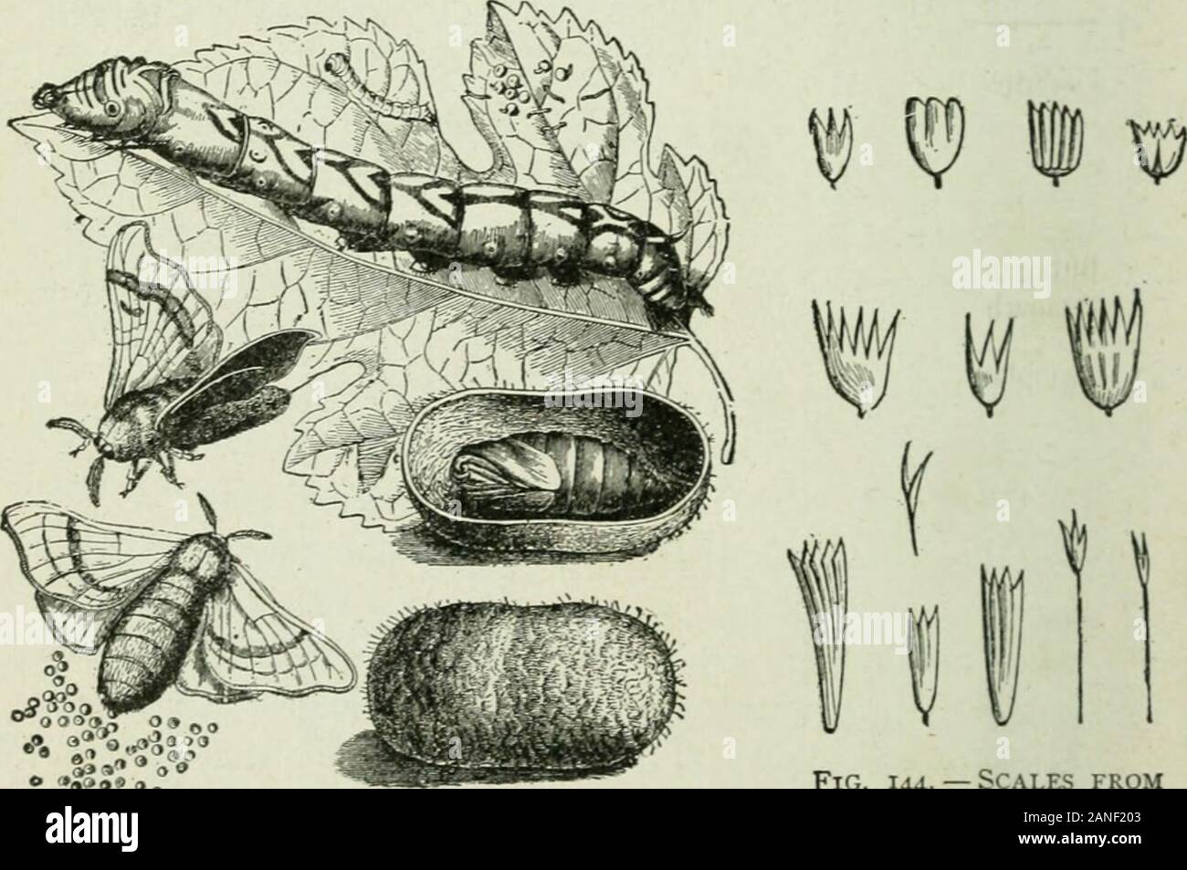 Beginners' zoology . Fig. 142. — Cahbage Buttekfi.y, maleand female, larva and pupa.. 8V* i» • Fig. 143.— Life History of Silkworm. Fig. 144. — Scales fromButterflies Wings, asseen under microscope. Illustrated Studies 87 To THE Teacher : These illustrated studies requireslower and more careful study than the text. One, or atmost tioo, studies will suffice for a lesson. The questions canbe answered by studying the figures. Figs. 141-148. Illustrated Study of Lepidoptera. — Study the stages in the development of codling moth, silk-worm moth, and cabbage butterfiy. Where does each lay its eggs ? Stock Photo