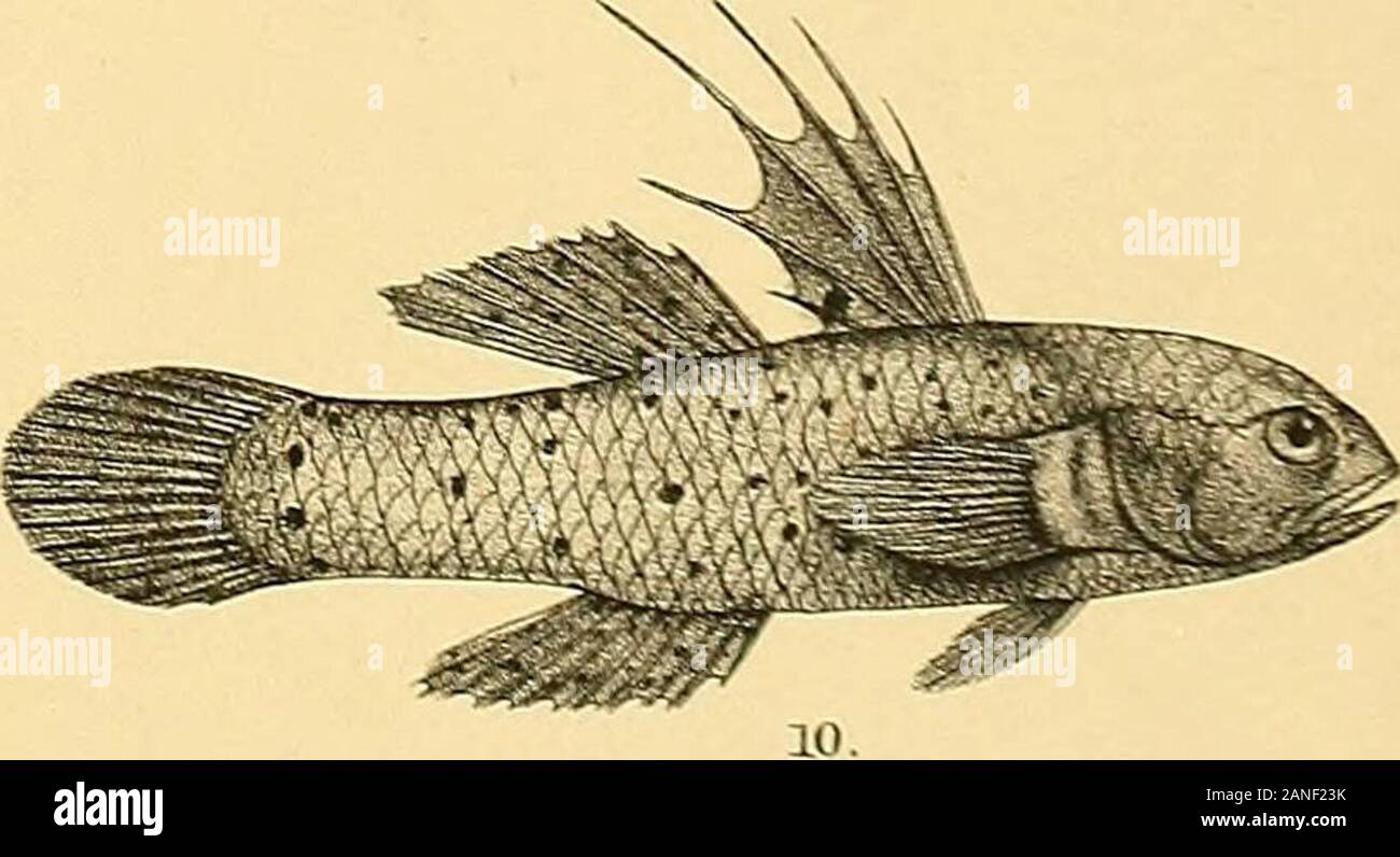 The fishes of India; being a natural history of the fishes known to inhabit the seas and fresh waters of India, Burma, and Ceylon . OH Ford del R Wmtern. lith.. MttV»i-«T&gt; 3tcs 3HD . 1 G0B1US ORNATUS 2. G. MELANO STICTA 3.GGRISEUS. 4,G. VIRIDIPUNCTATUS (VAR.) 5, GBREVIWDSTRIS. eGPraSfflSrUS. 7.GALB0PUNCTATUS. 8.G.BIOCKLLATUS. 9.G.PLANIFR0NS 10. G. SADANUNDIO. Days Fish.es of India Stock Photo