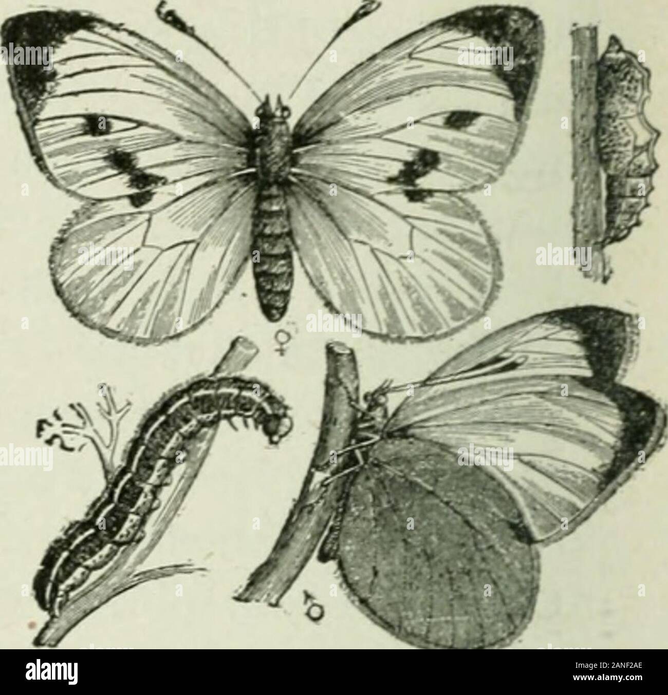 Beginners' zoology . Fir;. 141. — Codling Moth, from egg toadult. (See Farmers Bulletin, p. 95,). Fig. 142. — Cahbage Buttekfi.y, maleand female, larva and pupa. Stock Photo