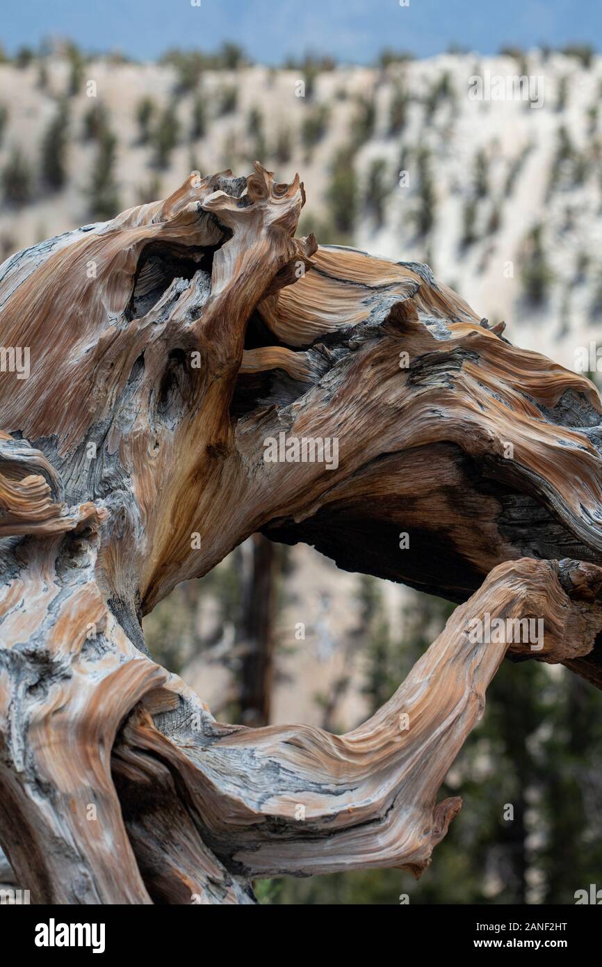 gnarled trees and wildflowers blooming at the Bristlecone Pine forest near Lone Pine California Stock Photo