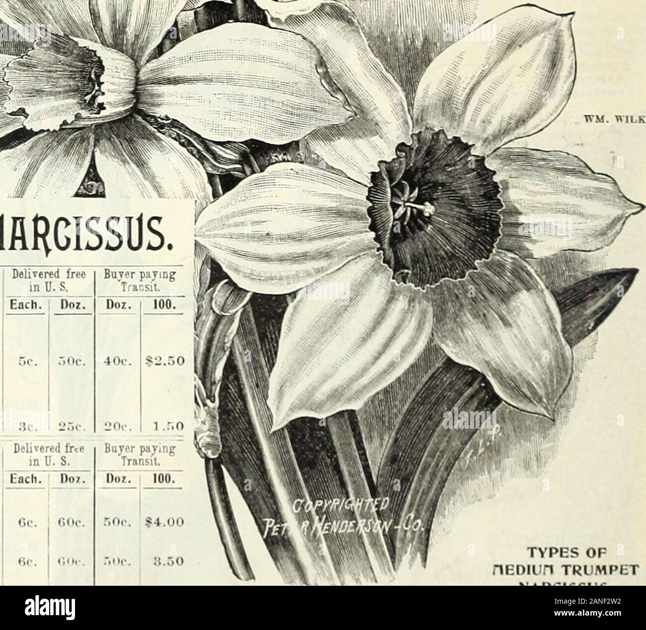 Autumn bulb catalogue : 1900 . while. A very distinct andpretty variety. (See cut. laeedsii. (Type.) Pure white star-like flowers.Cuii at first slightly tinted, butchaugesto white.. very jiretty variety.exceedingly sweit scented,a fiif bloomer, and fine for forcing as well asfor open ground jilutiting WHITE (Si YELLOWlfARIETlES, Backhoiisi, Wm. Wilks. Large broad petaledllower. Mulphiiry uhiti-. with orange yellow cup;very distinct and beautlfid. {Siv eut.) IiOrenzo. A beniitlfid variety, withcream.v whiteperiaTilh. the pelnls of which are long and thewlinU Ibiwcr l.irgc, cuj) golden yellow Stock Photo