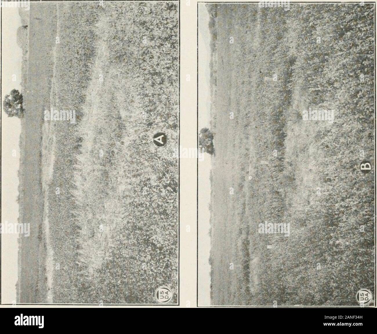 Journal of Agricultural Research . Journal of Agricultural Research Washington, D. C. PLATE 6 A.—Rootrot spot, approximately 7 meters in diameter, in an alfalfa field, Septem*ber 18, 1921. B.—The same spot June 18, 1922, at the beginning of seasonal activity, approxi-mately II meters in diameter. C.—The same spot July 6, 1922, at the point of conjunction with another infecterispot. D.—Rootrot circle 18 meters in diameter in alfalfa field, Sacaton, Ariz., 1923.Conidial mats several days old are shown near the periphery, and the zone of activedisease has advanced beyond them. A whitewash solutio Stock Photo