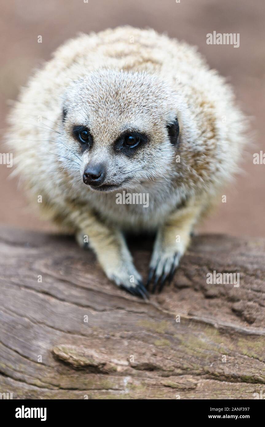 Meerkat sunbathing in a crouching stance on a log in a wildlife exhibit in Melbourne. Stock Photo