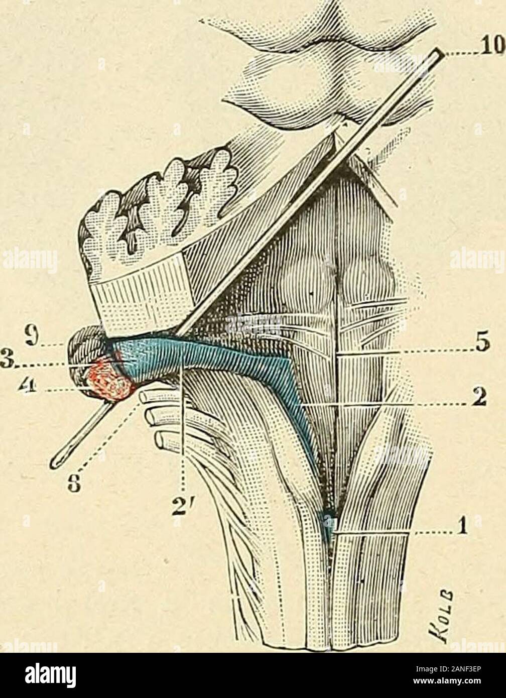 Traité d'anatomie humaine . t(5ro-iufé-rieurc, a été forlcmeut renversé en liant et enavant ; les tonsilles ont été enlevées comme dans lafigure 402.) 1, vermis inférieur, avec l, luette. — iî, lobulesdu pneumogastrique. — 3, bulbe, vu par sa lace pos-térieure. — 4, valvules de Tarin. — 3, membranatectoria, dont le bord supérieur se conlinue, dunepart avec le sommet de la luette, dautre part avecle bord antérieur ou concave des valvules de Tarin.?— C, trou de Magendie. — 7, pyramide postérieure. 592 NEVROLOGIE La portion externe ou ligula externe (ligula antérieure de la plupart desauteurs) su Stock Photo