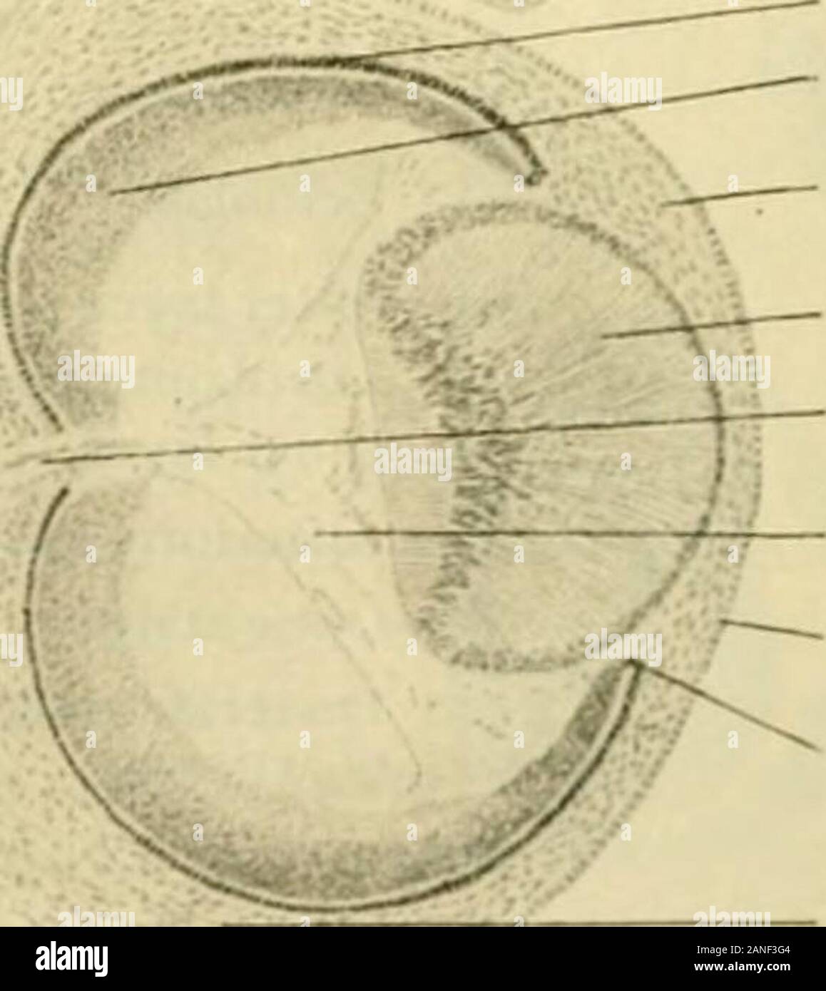 Optic vesicle hires stock photography and images Alamy