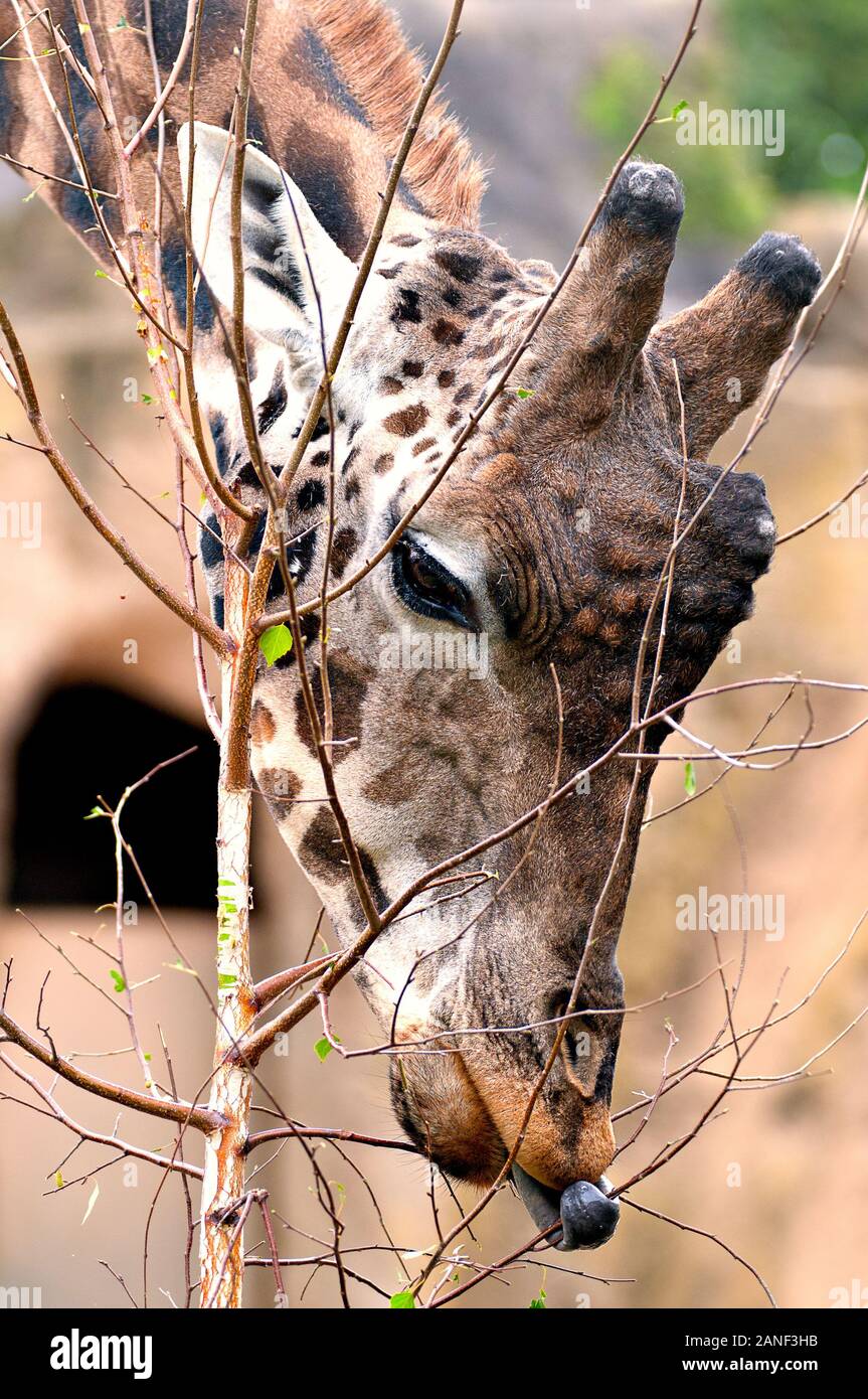Rothschild Giraffe at Melbourne Zoo uses its prehensile tongue to selectively feed on a young tree. Stock Photo