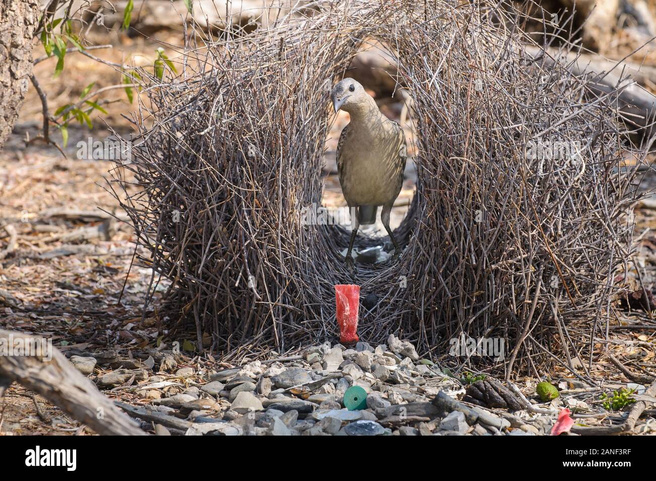 Great Bowerbird standing in his bower looking at red shotgun cartridge in bower's entrance. Stock Photo