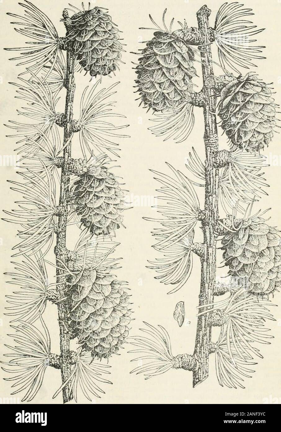 Forest trees of the Pacific slope . northwestern TnitedStates, extending northward into Canada. A fourth species is probably confinedto Alaska. Western Larch. Larix occidcntalis Nuttall. DISTIKGDISIIING CHARACTERISTICS. Western larch is the largest and most massive of North American larches.Its straight trunks grow ordinarily to a height of from 100 to 180 feet and to The name Larch (from Larix) is properly applied only to trees of the genus Lari.r.During the last twenty-five years, however, larch has been, and still is, applied by lum-bermen and woodsmen to the noble fir, Abies nobilis. This Stock Photo