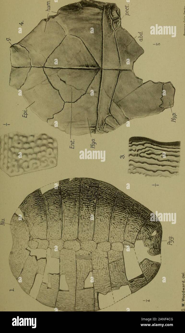 The Quarterly Journal Of The Geological Society Of London 170 Fig 7 Left Ramus Of Mandible Of Paraphiomys Pigotti Gen Et Sp Nov With Pmi M2 Type Specimen Crown View Of Teeth Four Times The Quarterly Journal Of The Geological Society Of London 170 Fig 7 Left Ramus Of Mandible Of Paraphiomys Pigotti Gen Et Sp Nov With Pmi M2 Type Specimen Crown View Of Teeth Four Times