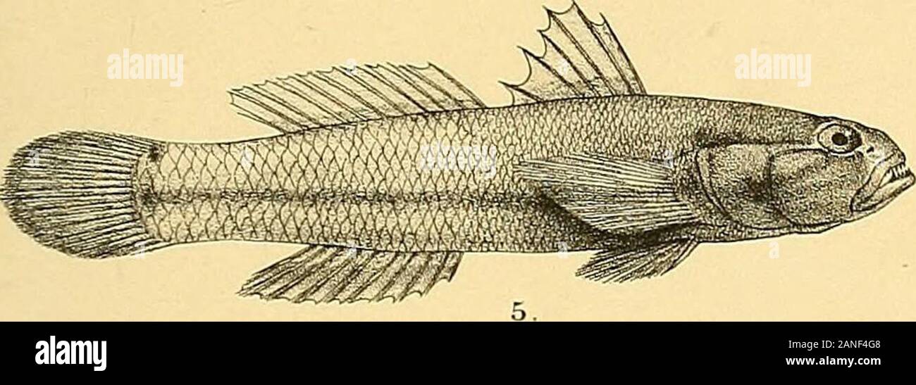 The fishes of India; being a natural history of the fishes known to