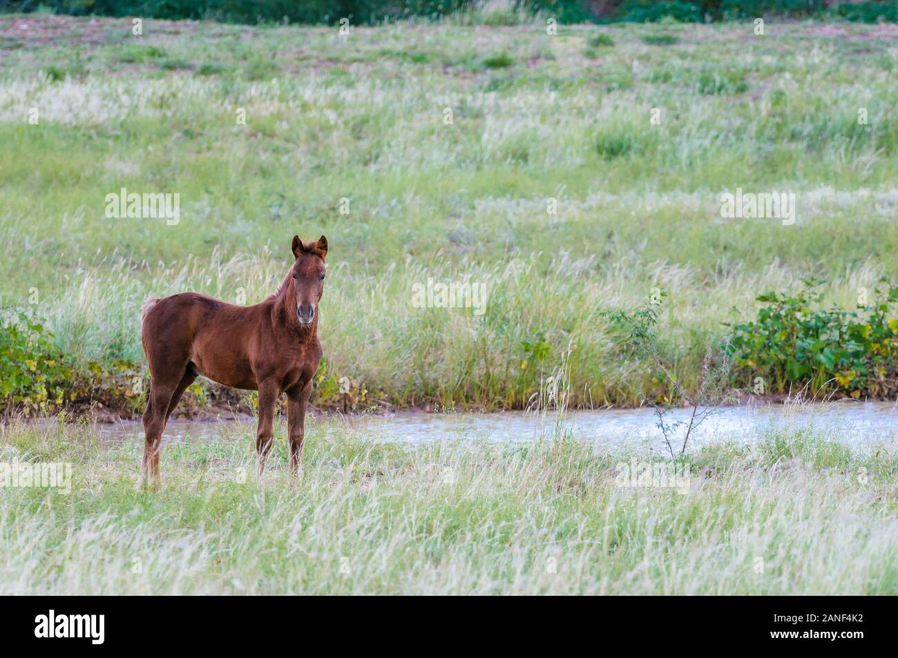 A young brumby in grassy field in one of the Lake Eyre catchment basins in Central-west Queensland, Australia Stock Photo