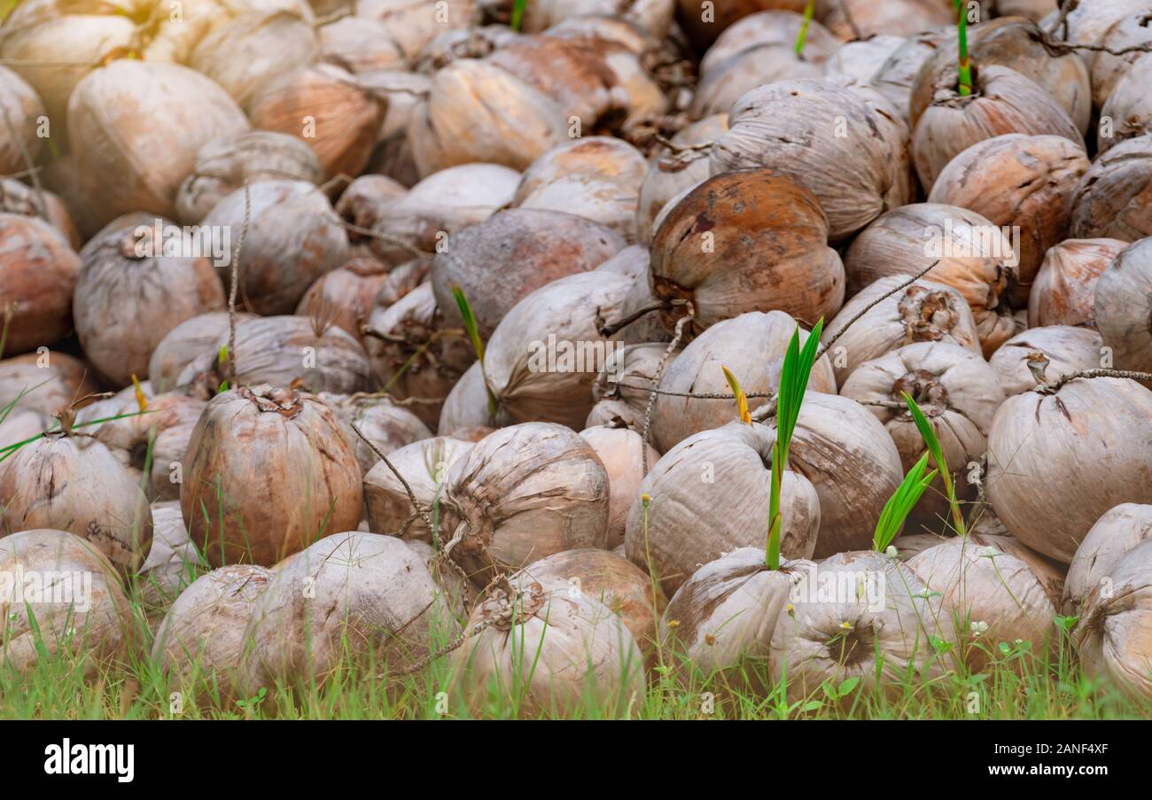 Pile Of Young Coconut Plant Sprout Of Coconut Tree With Green Leaves Emerging From Old Brown Coconut Planting Coconut Tree In Farm Seed Propagation Stock Photo Alamy