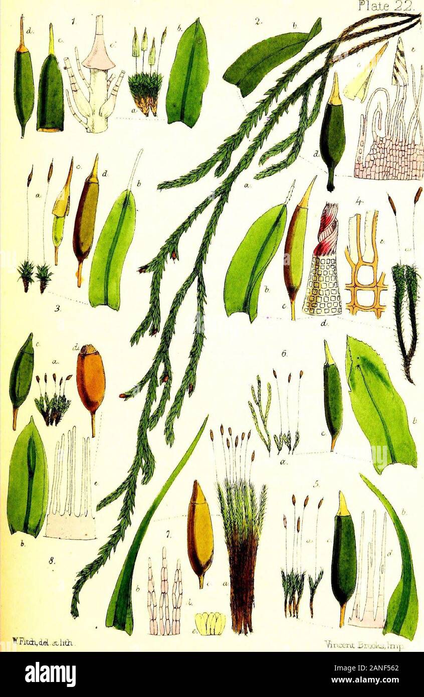 Handbook of British mosses; comprising all that are known to be natives of the British Isles . t. size. b. leaf, magnified. c. veil, magnified. d. sporangium, magnified. e. portion of peristome and tip of columella, round which the tips of some of the teeth are wound, magnified. 3. Tortula muralis. a. plant, nat. size. c. sporangium and veil, magnified. b. leaf, magnified. d. sporangium with lid, magnified. 4. T. ruralis. a. plant, nat. size. c. sporangium, magnified. b. leaf, magnified. d. peristome, magnified.e. part of peristome, more highly magnified. 5. Leptotrichum homomallum. a. plant, Stock Photo