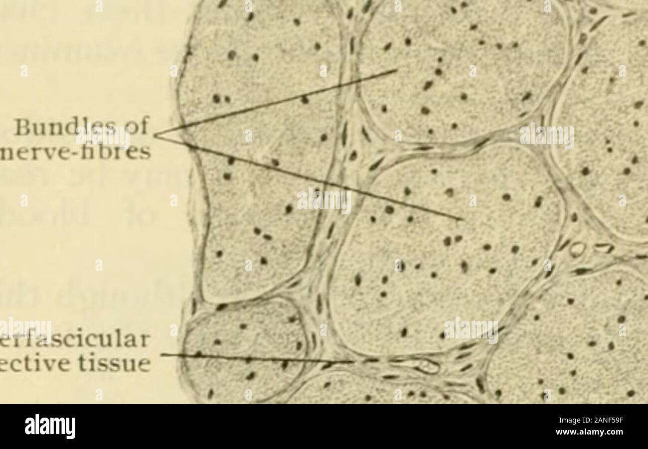 Human anatomy, including structure and development and practical considerations . Sclera — Dural sheath - Arachnoidal,sheath Pial sheath UfU •y ¥i kM r-ubarachnoid spaceSubdural space WU-M r /• Central retinal vessels within optic nerveSection of eyeball through entrance of optic nere. X 20. and the pial—which, with the subdural and the subarachnoid lymph-spaces, are con-tinued over the nerve as prolongations of the corresponding brain-membranes (page949). On reaching the eyeball, the dural sheath bends direcdy outward, its fibrescommingling with those of the outer third of the sclera (Fig. 1 Stock Photo