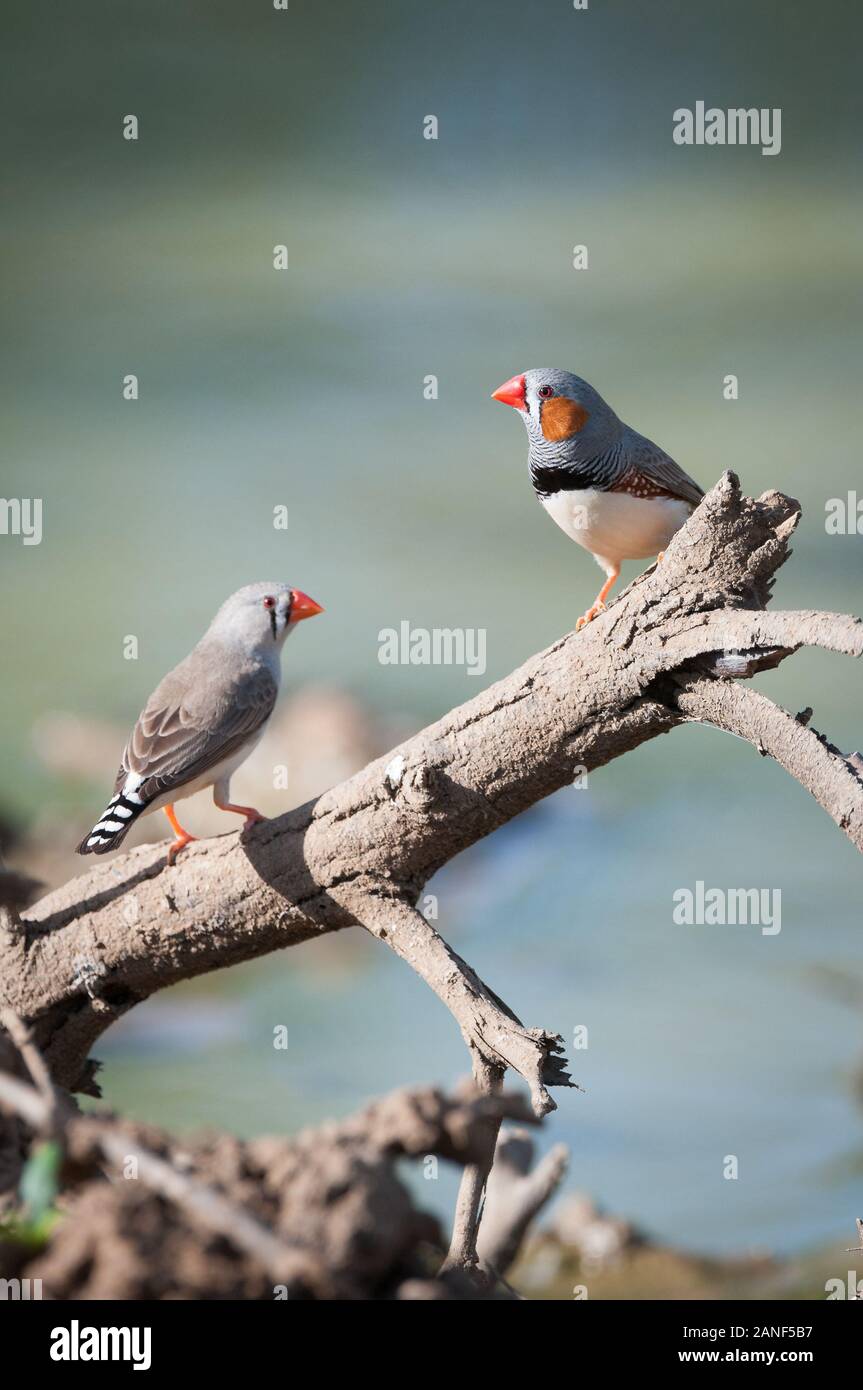 Male and female zebra finches perched on a log protruding from a muddy waterhole in Central Queensland, Australia Stock Photo