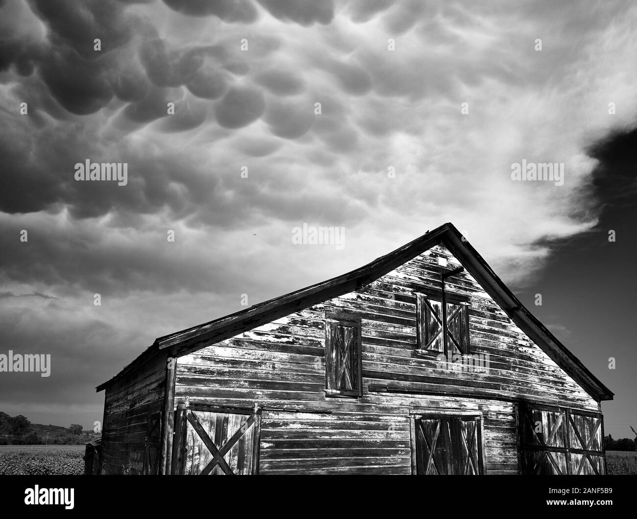 Weathered wooden American barn with ominous dark mammatus clouds overhead as a storm moves in on a spring day near Healdsburg, California. Stock Photo
