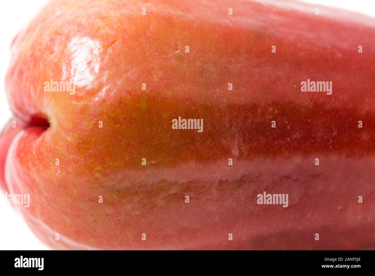 Rose apples or chomphu or Java apple or Syzygium seed isolated on white