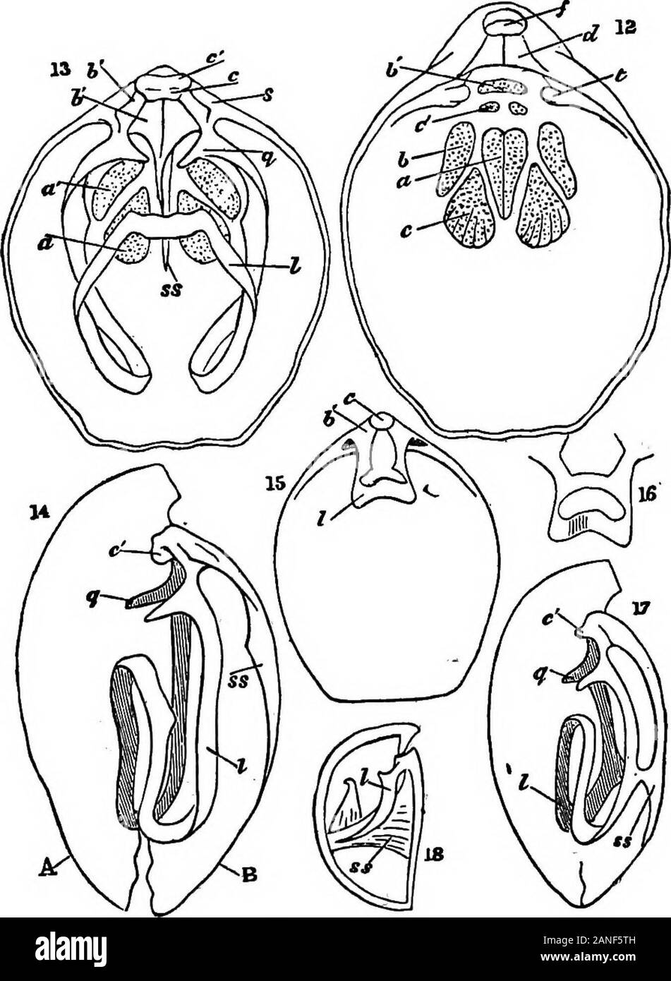 The encyclopdia britannica; a dictionary of arts, sciences, literature and general information . ptum (fig. 17). In Megerlia it is three times attached, first tothe hinge-plate, and then to the septum by processes from thediverging and reflected positions of the loop. In Magas thebrachial skeleton is composed of an elevated longitudinal sep-tum reaching from one valve to the other, to which are affixedtwo pairs of calcareous lamellae, the lower ones riband-shaped;attached first to the hinge-plate, they afterwards proceed by agentle curve near to the anterior portion of the septum, to thesides Stock Photo