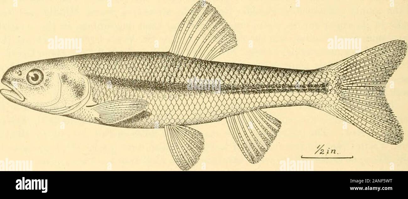 Bulletin of the Bureau of Fisheries . TIN OF THE BUREAU OF FISHERIES. U. S. Carpiodes velifer (Rafinesque). V. Only ;i few specimens were obtained, from a deep pool which was connected with the creek onlyduring flood season.Catostomus griseus ((iirard ). B, V.Catostonius commersonii (Lacepede). B, V.Campostoma anomalum (Rafinesque). 11, V.Chrosomus erythrog-aster Rafinesque. B, V. This species had not previously been noted so far west. Jordan and Evermann (BullNat. Mus., p. 209) give Iowa as the western limit of its range.Hybognathus nuchalis Agassiz. 1!, V. These specimens have a dark lateral Stock Photo
