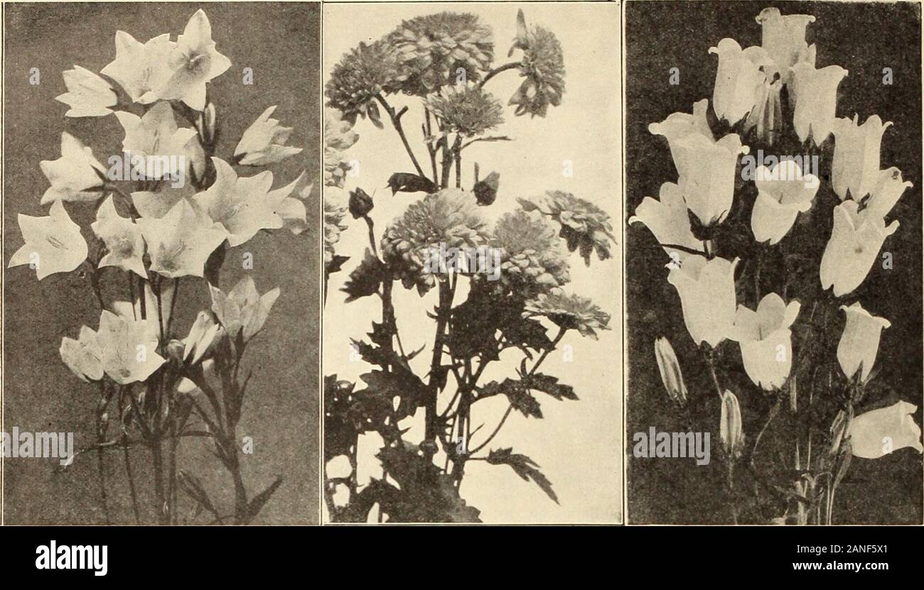 Farquhar's 1910 garden annual . feet. Media. Canterbury Bells. Wo grow annuallymany thousands of these favorite flowers in sep-arate colors, Blue, Pink, White or Mixed ... 1.50 10.00 Media Calyeanthema. Cup-and-Saucer BelJ- 1.50 10.00 flower. The large cu{&gt;-and-saucer-shaped flowers 1.50 10.dO are extreuielv handsome. Sepaiate colors. Blue, 1.50 10.00 Pink, White or Mixed 1.50 10.10 Nobilis. Long tubular light-purplish flowers of1.50 10.00 mediutn size; Julv. 2 feet .50 3.50 1.50 10.00 1.25 9.00 1.25 9.00 1.50 10.001 .50 10 00 1.50 9.00 5050 10.0010.00 1 50 10.001.50 10.00 1.25 1 s.oo s.oo Stock Photo