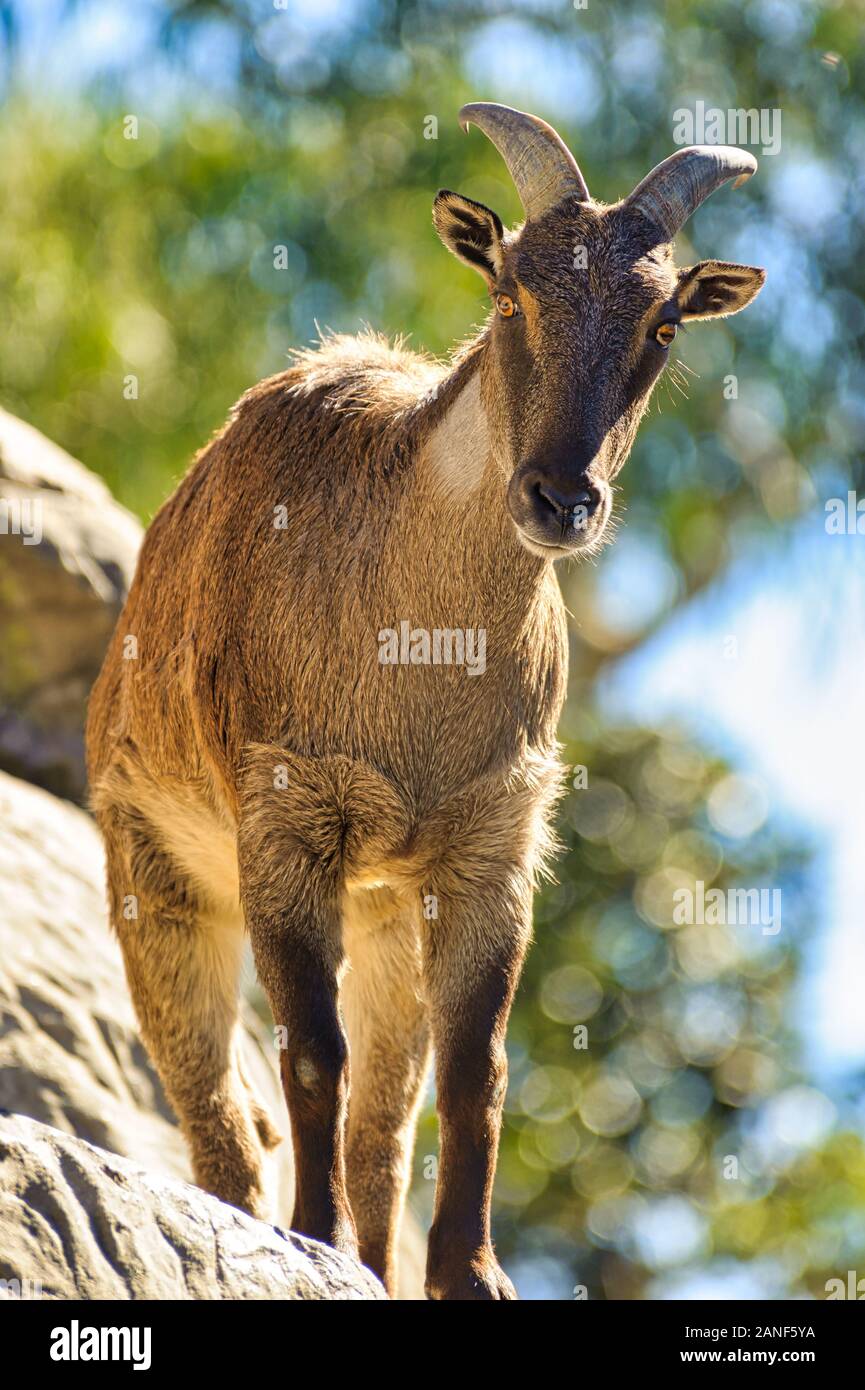 Single Himalayan Thar facing forward perched on a cliff edge in a Taronga Park Zoo exhibit in Sydney, Australia. Stock Photo