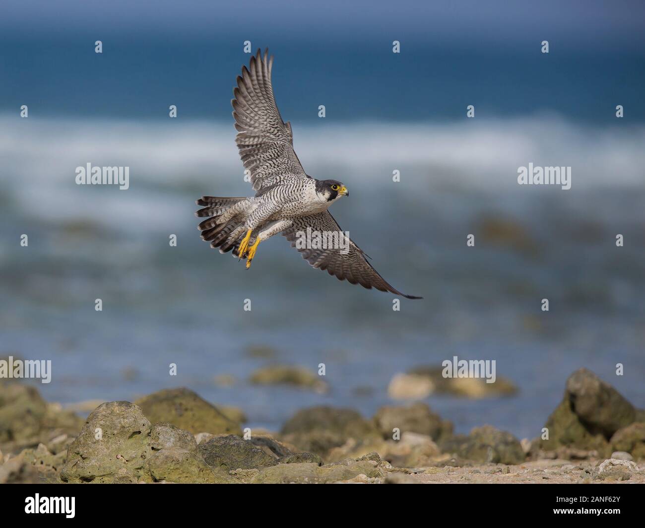 An adult Peregrine falcon flashes by as it searches for its next meal,Thailand Stock Photo