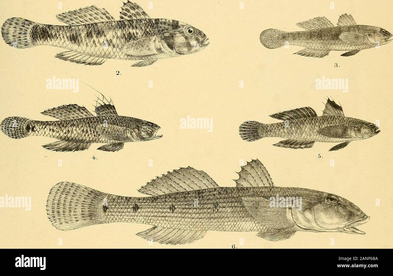 The fishes of India; being a natural history of the fishes known to