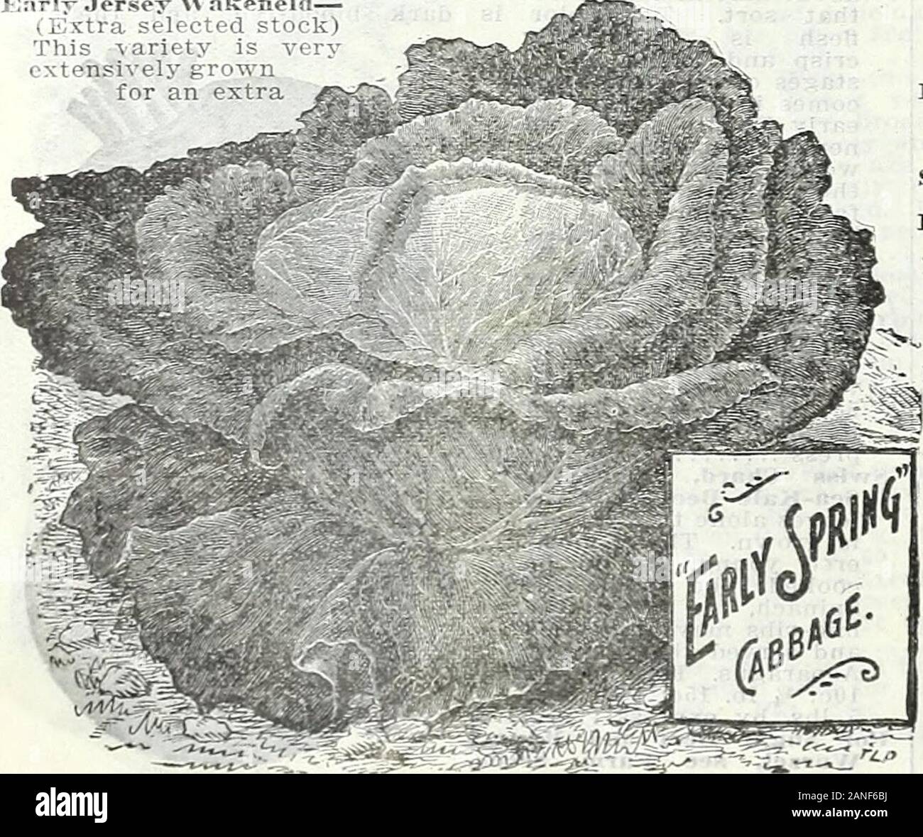 Farm and garden annual, spring 1906 . inches inor seven Early Jersey Wakefield— (Extra selected stock)This ariety is veryextensively grown for an extra M. early. With careful selection we can now offer a strainthat is unexcelled. The heads are very uniform in size,pointed, small outside leaves and very solid. Pkt.5c; oz. 20c; 2 ozs. 35c; % lb. 60c; 1 lb $2 Charleston Large Wakefield—This Cabbage is half as largeagain as Jersey Wakefield, although a few days later. Ourstock has been carefully selected from the earliest andmost solid heads, and -without question is the finest stockthat money ca Stock Photo