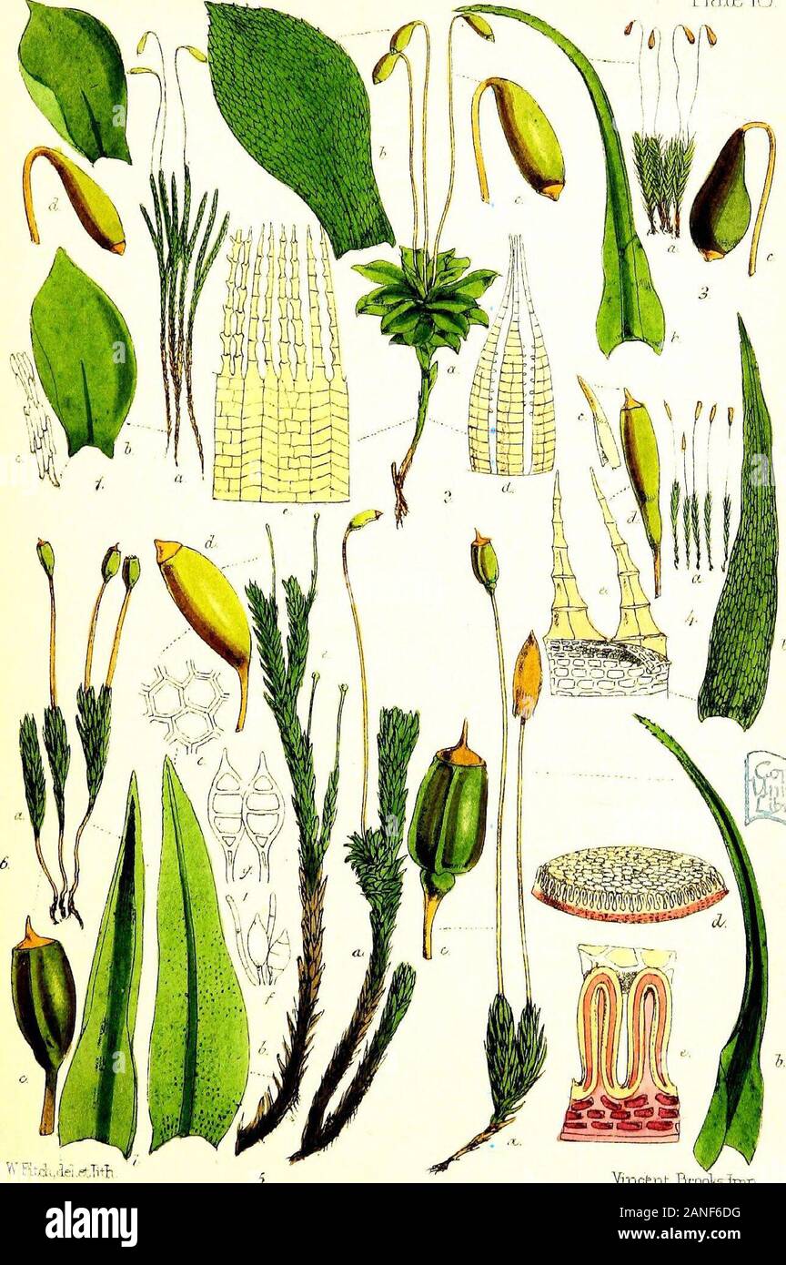Handbook of British mosses; comprising all that are known to be natives of the British Isles . PLATE XVIII. 1. Zieria julacea. a. plant, nat. size. b. leaf, magnified. c. leaf-cells, magnified. d. sporangium, magnified. 2. Bryum roseum. a. plant, nat. size. b. leaf, magnified. c. sporangium, magnified. d. portion of outer peristome, magnified. e. portion of inner peristome, magnified. 3. Leptobryum pyrifbrme. a. plant, nat. size. b. leaf, magnified. c. sporangium, magnified. 4. Orthodontium gracile. a. plant, nat. size. b. leaf, magnified. c. veil, magnified. d. sporangium, magnified. e. porti Stock Photo