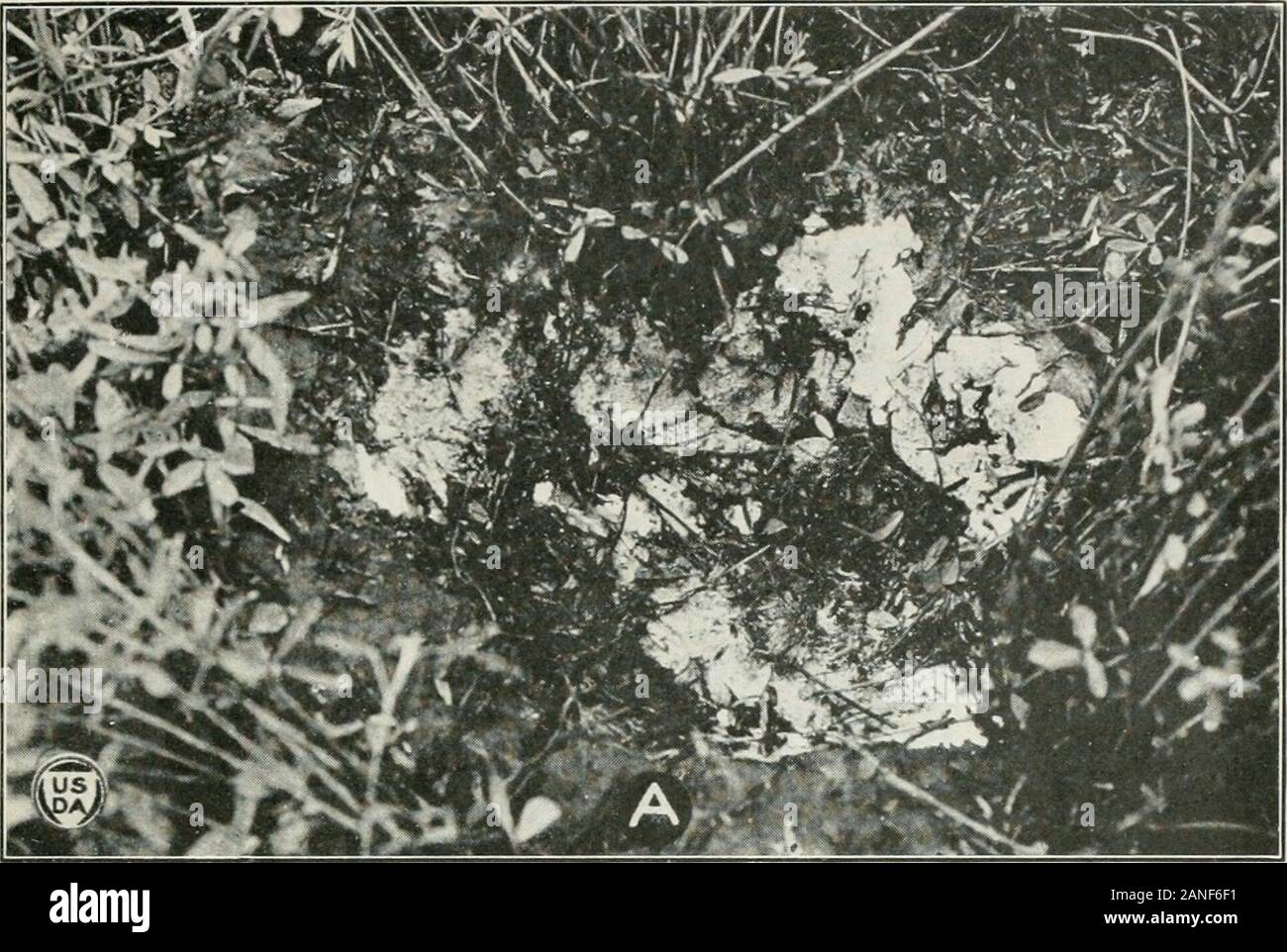 Journal of Agricultural Research . D, C. S. 1919. COTTON ROOTROT SPOTS. In JouT. AgT. Research, v. 18, p. 305-310, 7 fig- 7) Shantz, H. L., and Piemeisel, R. L. 1917. FUNGUS FAIRY RINGS IN EASTERN COLORADO AND THEIR EFFECT ON VEGE- TATION. In Jour. Agr. Research, v. 11, p. 191-246, 15 fig., pi. 10-30.Literature cited, p. 242-245. 8) Shear, Cornelius Lott. 1907. NEW SPECIES OF FUNGI. In Bul. Torrey Bot. Club, v. 34, p. 305-317. PLATE I A.—A conidial mat i day old. Still increasing its area by active growth on theperiphery where the pronounced white color is shown. The stromatic myceliumwhich sp Stock Photo