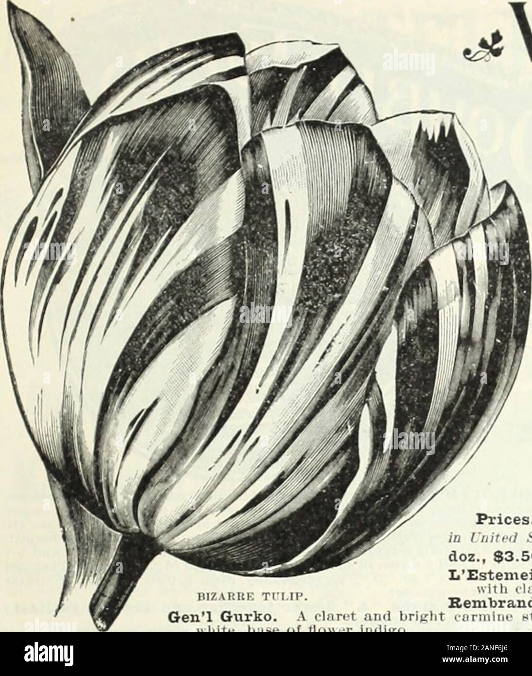 Autumn bulb catalogue : 1900 . ne slijipc Maidens Blush, .clegant loug-shniHNl.clear white flower: the iwtnls. which arepolnlcil (inil i-lcgnntl.v refle.ved. are bcau-ltiluUv miirglnednnd penciled on theedpt*withbright pink ! Elegans. . grand Tulip, ver.v showy, rlclil(ri:nsnns(jrlct. large tlower. pointed petals White Swan. A grand pure white Inte-lloHcrlng Tnllp : just what is wanted forrontrasling with flie n-ils. vellows andpurples, which In n-toforo pndondnntcd Inlate Tulips. •• White Sw;in grows about12 Inches high, n strong liiMltliy grower,with broad leaves; the floHcrs are extra!Inr Stock Photo