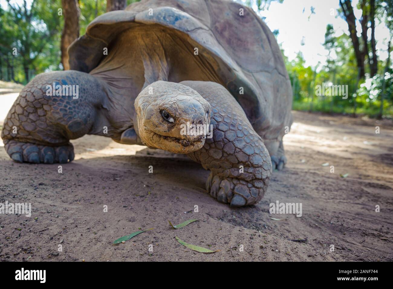 Front on view of Giant Galapogos Tortoise at eyelevel walking toward a feed station at Dubbo's Western Plains Wildlife Reserve. Stock Photo