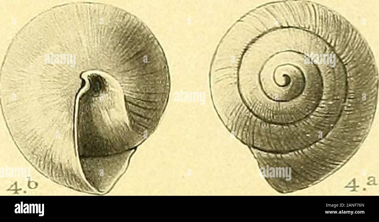 Nova Guinea résultats de l'expédition scientifique néerlandaise à la