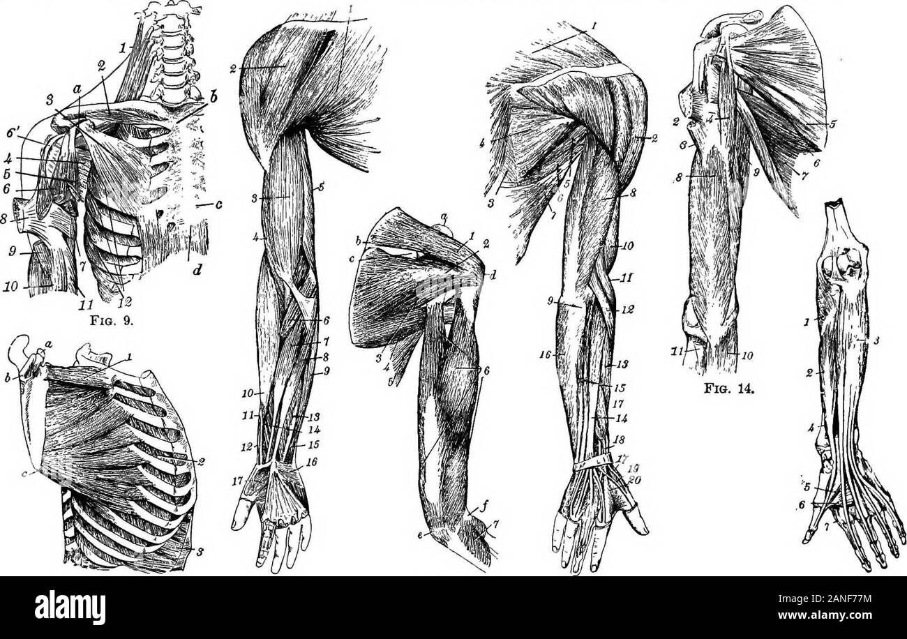 An illustrated encyclopædic medical dictionaryBeing a dictionary of the technical terms used by writers on medicine and the collateral sciences, in the Latin, English, French and German languages . chondro-glossus, genio-hyo-glossus, palato-glossus, stylo-glossus, and part of the superiorconstrictor of the pharynx. [C]—Fusiform ms. Lat.,muscw/ifusiformes. Ger., eiufache spindelformige Muskeln. Ws withsmall origins and insertions, usually tendinous, and a long, some-what spindle-shaped intermediate mass of muscular tissue. [L.]— made up of non-striated fibres. [C.]—I^arge m. of the helix.See He Stock Photo