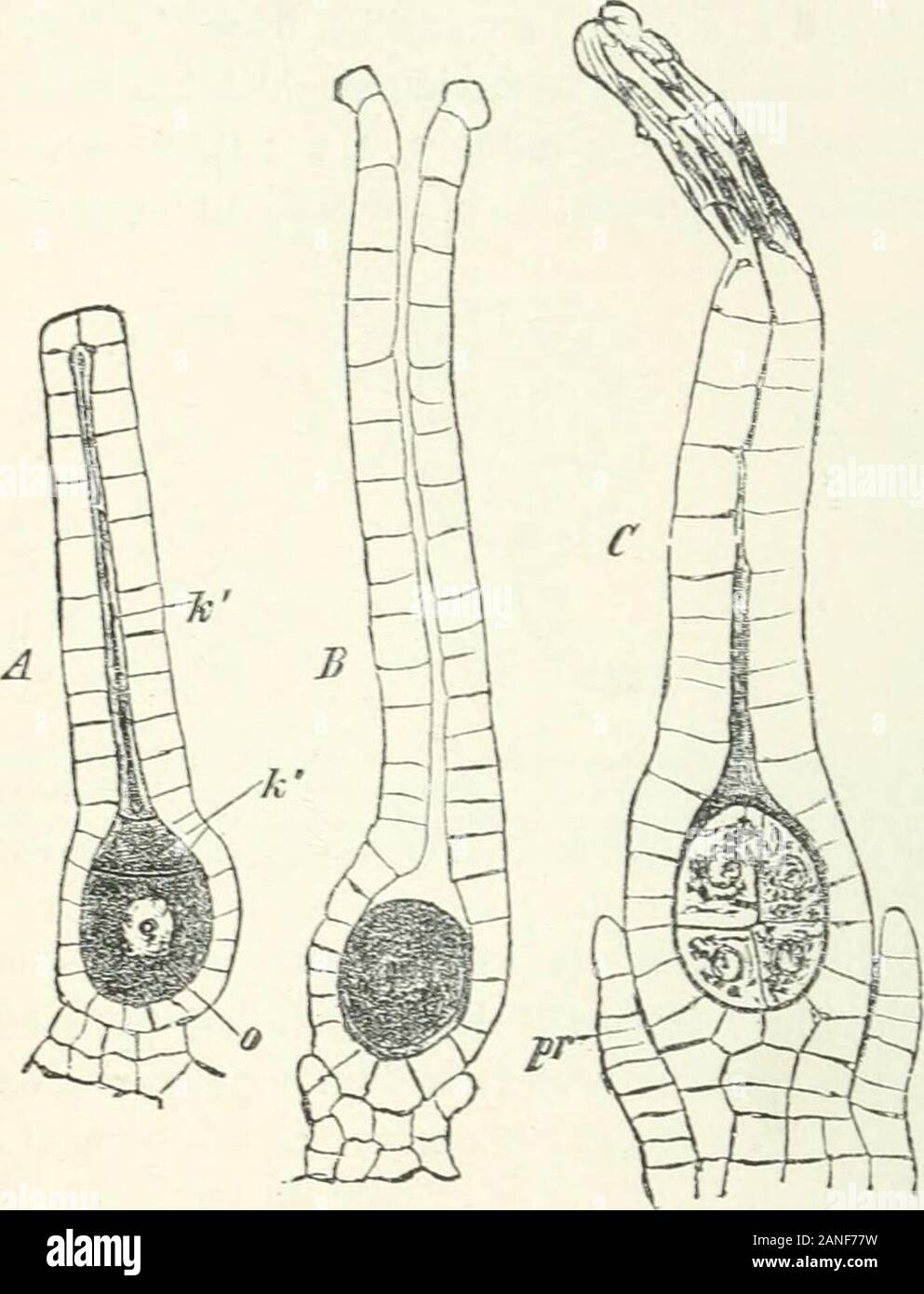 Organography of plants, especially of the archegoniatae and spermaphyta . a ofthe other Bryophyta haveeither no stalk as in Riccia ora stalk (Fig. 1) which may beshort or long and is longest insome Musci. The stalk, unlikethat of the antheridium, has notmerely the function of bringingthe neck of the archegoniuminto a favourable position, but,where it is massive, is destinedto be of use to the embryo,and after fertilization has takenplace it may grow to a con-siderable extent (see Fig. 119).The embryo bores in the first instance into the stalk and may go no further,as in Nanomitrium (Fig. 120), Stock Photo