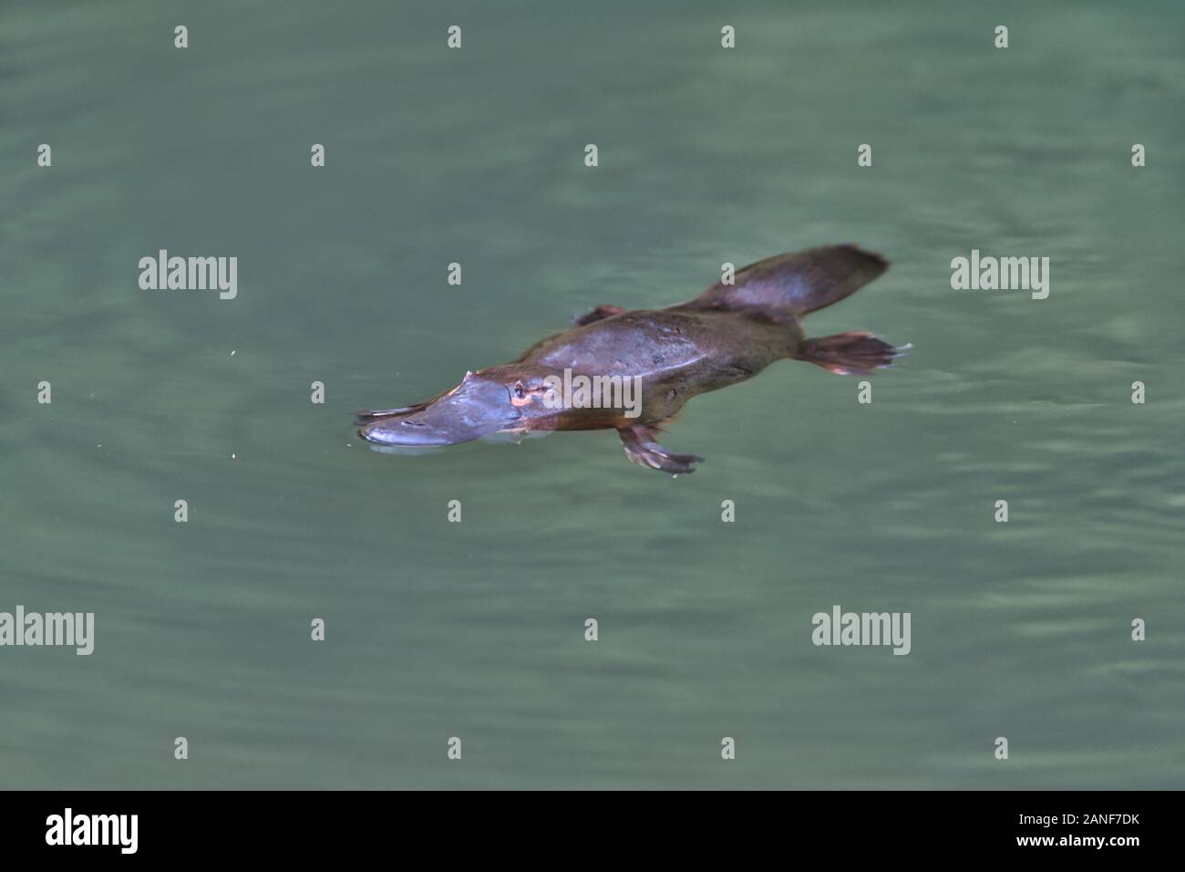 A single Platypus(Ornithorhynchus) floats on the stream's surface in Carnarvon Gorge National Park, Queensland. Stock Photo