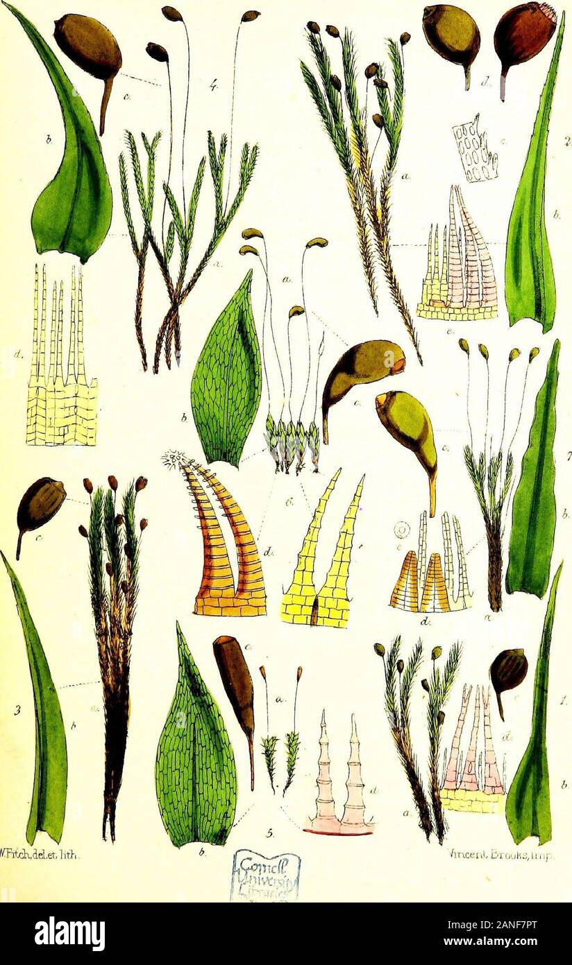 Handbook of British mosses; comprising all that are known to be natives of the British Isles . WFitakdelethth PLATE XVI. 1. Bartramia ithypbylla. a. plant, nat. size. b. leaf, magnified. c. sporangium, magnified. d. portion of peristome, magnified. 2. B. pomiformis. a. plant, nat. size. b. leaf, magnified. c. leaf-cells and margin, magnified. d. sporangium, magnified. e. portion of peristome, magnified. 3. B. (Ederi. a. plant, nat. size. b. leaf, magnified. c. sporangium, magnified. 4. B. calearea. a. plant, nat. size. b. leaf, magnified. c. sporangium, magnified. d. portion of inner peristome Stock Photo