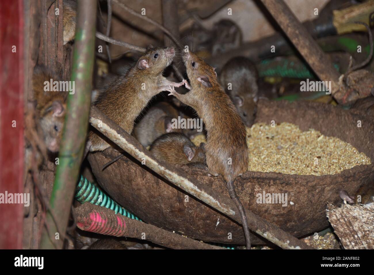 Two mice fight each other Stock Photo Alamy